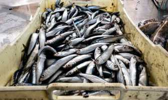 Da "oro del mare" a prodotto di poco valore: il pesce azzurro non lo vuole pi� nessuno